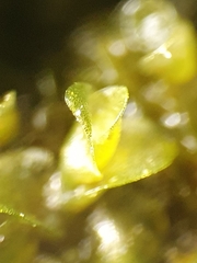 Jungermannia atrovirens