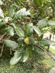 Quercus × kewensis