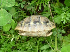 Testudo hermanni boettgeri