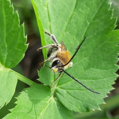 Eucera longicornis