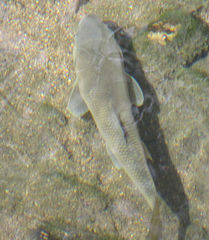 Catostomus insignis