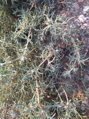 Petrosimonia brachiata