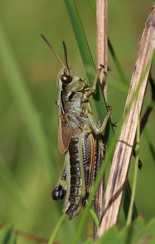 Large Marsh Grasshopper