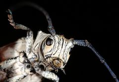 Zographus nivisparsus