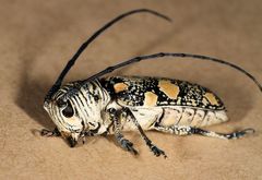 Zographus nivisparsus