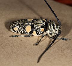 Zographus nivisparsus