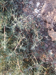 Petrosimonia brachiata