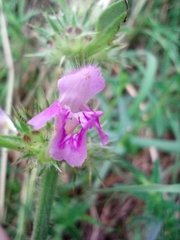 Galeopsis pubescens