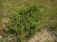 Drosanthemum asperulum