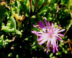 Drosanthemum asperulum