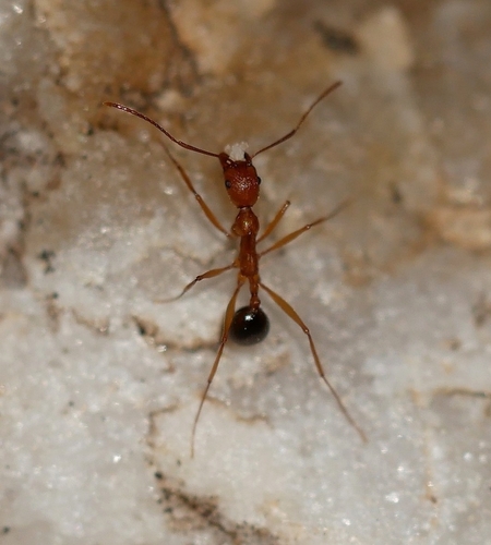 Aphaenogaster smithiAphaenogaster smithi