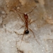 Aphaenogaster smithi - Photo (c) Toby, some rights reserved (CC BY), uploaded by Toby