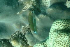 Halichoeres leucurus