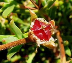 Drosanthemum asperulum