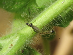 Gampsocoris punctipes
