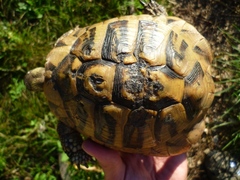 Testudo hermanni boettgeri