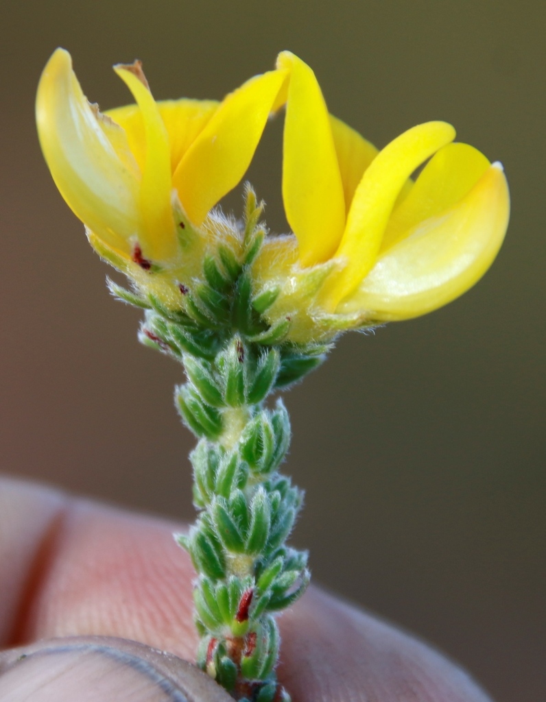 Triple Capegorses