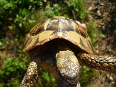 Testudo hermanni boettgeri