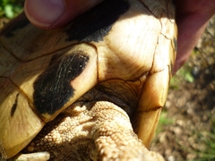 Testudo hermanni boettgeri