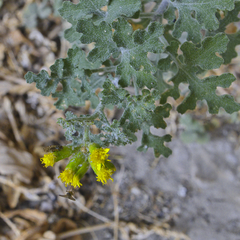 Senecio subrubriflorus