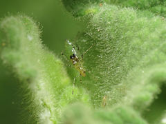 Gampsocoris punctipes