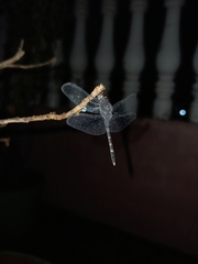 Bradinopyga geminata