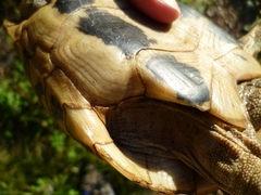 Testudo hermanni boettgeri