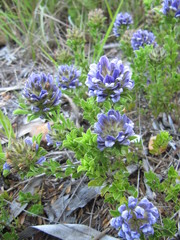 Psoralea fruticans