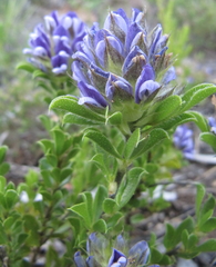 Psoralea fruticans