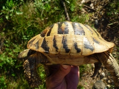 Testudo hermanni boettgeri