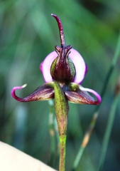 Disperis capensis capensis
