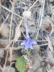 Delphinium halteratum