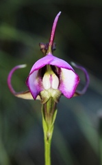 Disperis capensis capensis