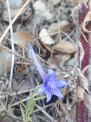 Delphinium halteratum