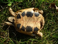 Testudo hermanni boettgeri