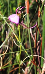 Disperis capensis capensis