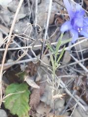 Delphinium halteratum
