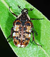 Elaphinis delagoensis