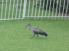 Bostrychia hagedash hagedash