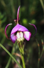Disperis capensis capensis