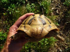 Testudo hermanni boettgeri