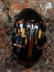 Elaphinis delagoensis