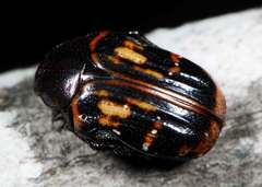 Elaphinis delagoensis