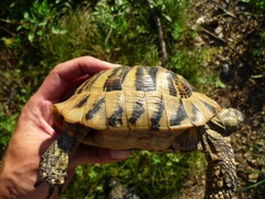 Testudo hermanni boettgeri