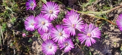 Lampranthus peacockiae