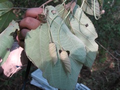 Helicteres baruensis