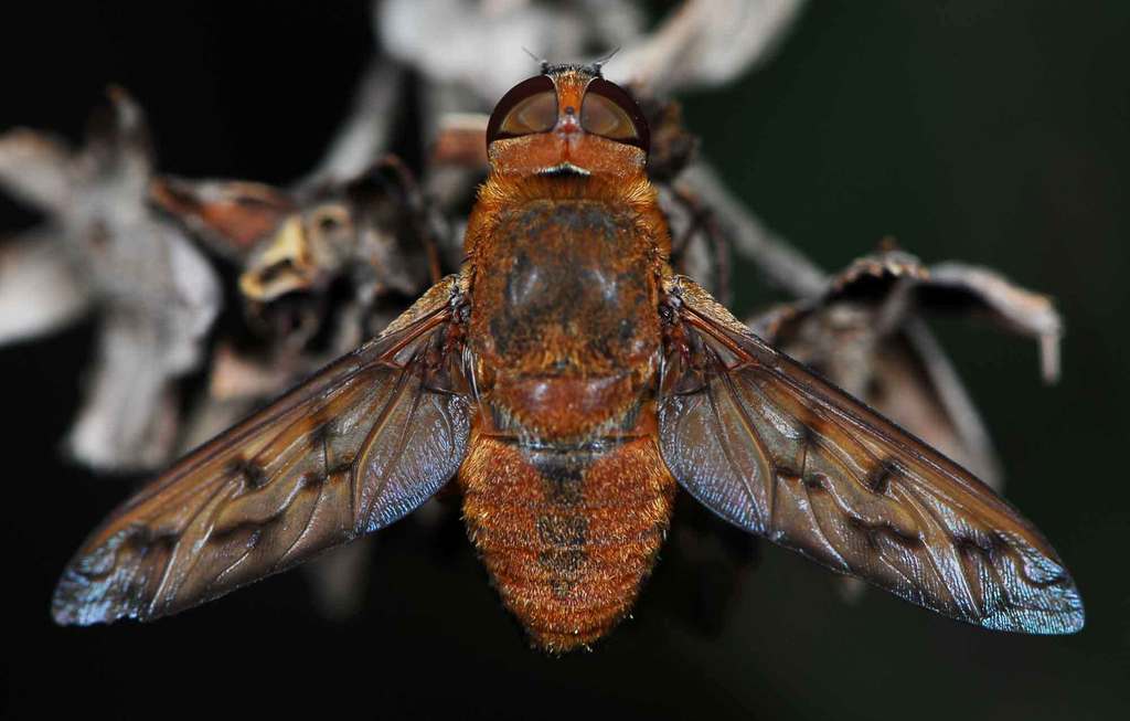 Euligyra
