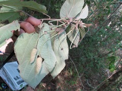 Helicteres baruensis