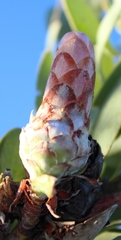 Protea punctata