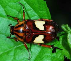 Pedinorrhina trivittata